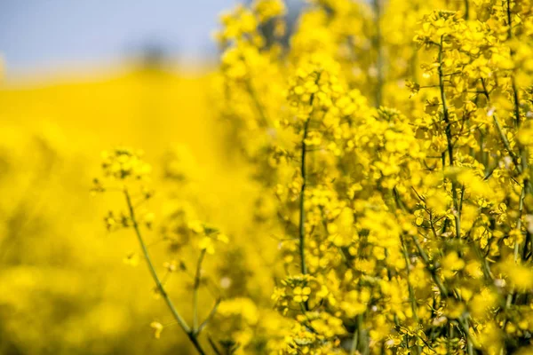 Raps field landscape