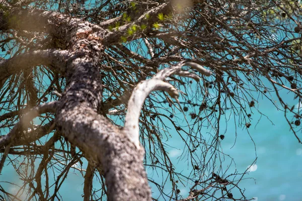 PIne trees on the cliff — Stock Photo, Image