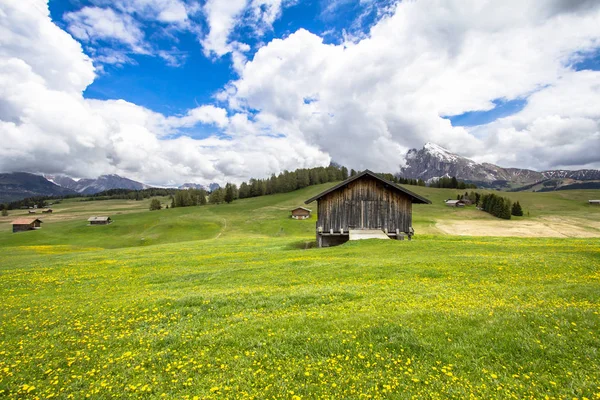 Kwitnące mlecze pola w Alpach — Zdjęcie stockowe