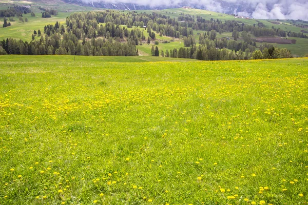 Campo de dientes de león en flor en los Alpes — Foto de Stock