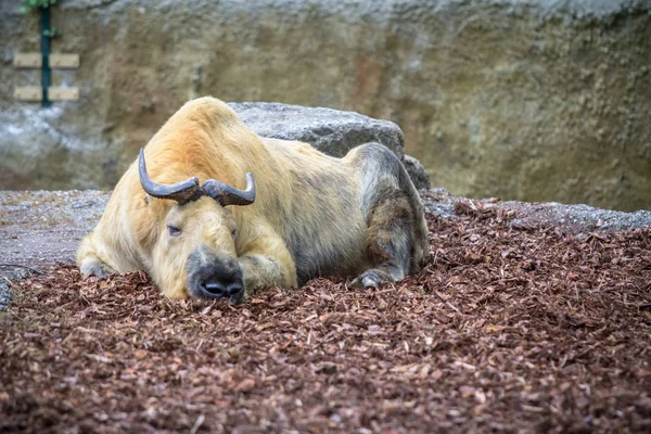 Gyllene takin i en djurpark, Berlin — Stockfoto