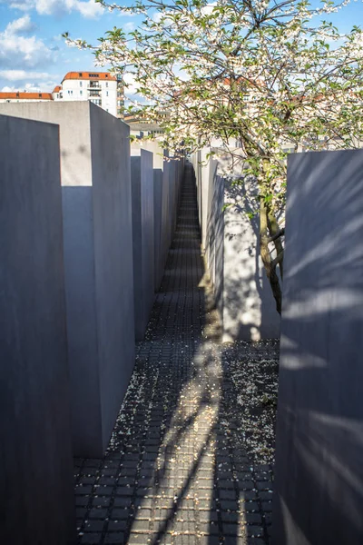 Flor de árvore no Memorial aos judeus assassinados da Europa em Berlim — Fotografia de Stock