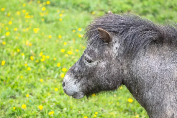 Pequeño pony en un campo — Foto de Stock