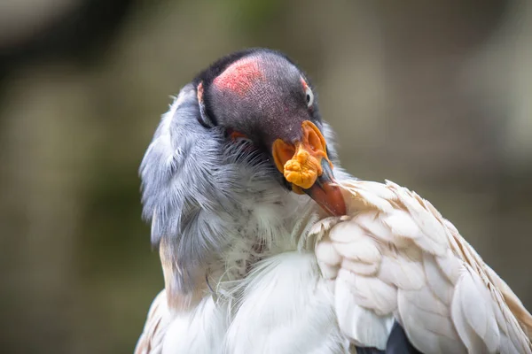 King vulture in a Zoo, Berlin — Stock Photo, Image