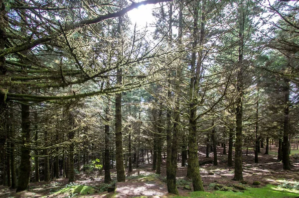 Velha floresta nebulosa com raios de sol — Fotografia de Stock