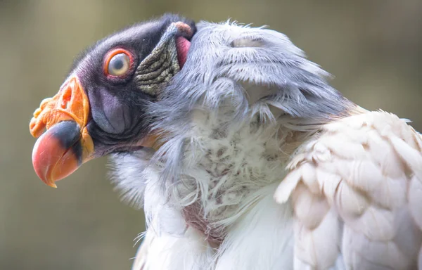 King vulture in a Zoo, Berlin — Stock Photo, Image