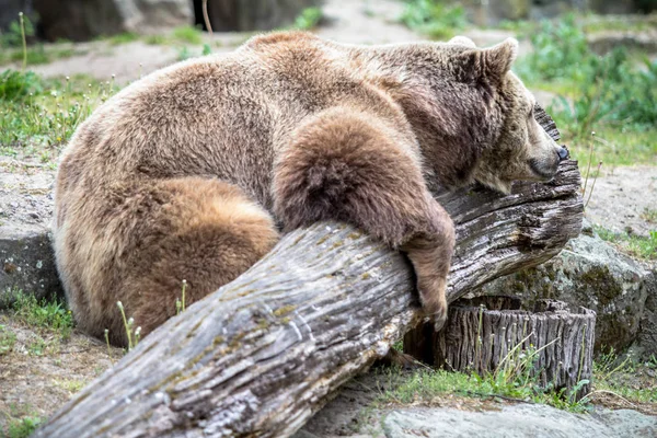 Медведь лежит на куске древесины в зоопарке — стоковое фото