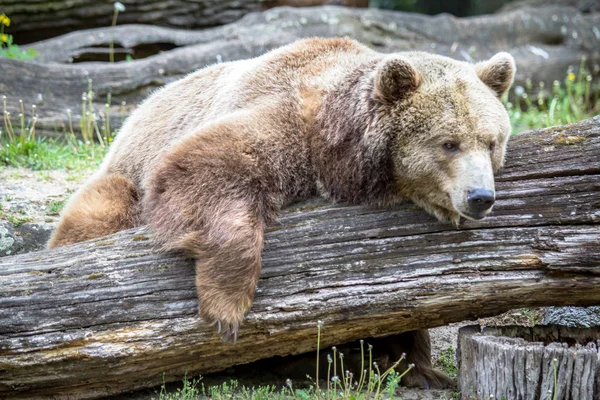 Urso jaz no pedaço de madeira em um jardim zoológico — Fotografia de Stock