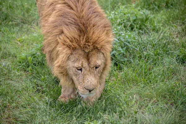 Otların arasında yürüyüş eski erkek aslan — Stok fotoğraf