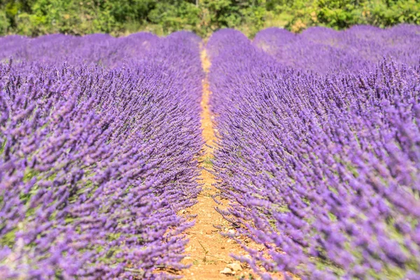 Big lavender field — Stock Photo, Image