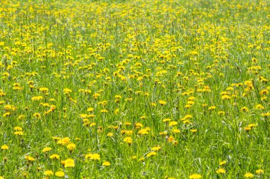 Bahar dandelions alan