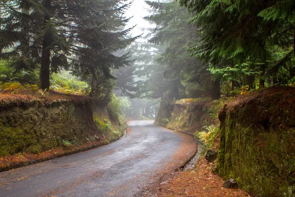 Camino de otoño en el bosque — Foto de Stock