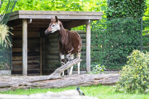 El okapi en un zoológico, Berlín — Foto de Stock