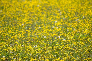 Bahar dandelions alan