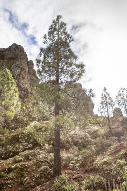 Çam ormanı canary Islands otelleri