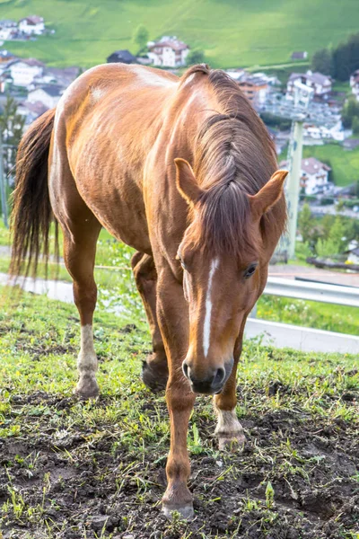 Caballo marrón en el prado — Foto de Stock