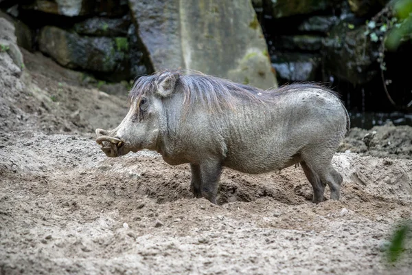 Vildsvin i Berlin Zoo — Stockfoto