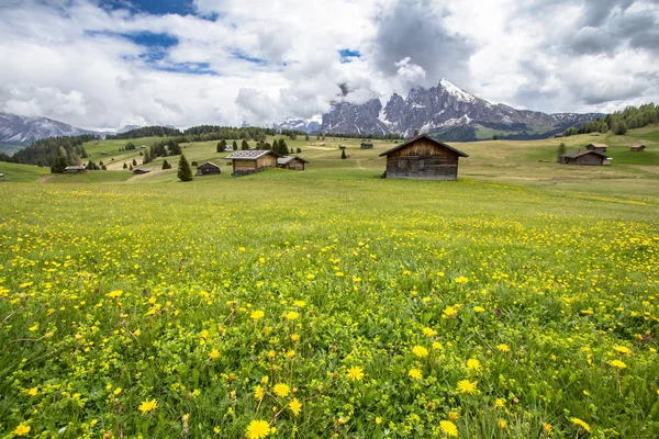Bloeiende paardebloemen veld in Alpen — Stockfoto