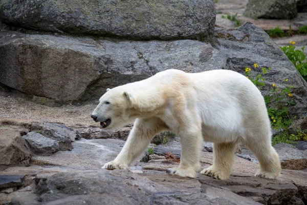 Eisbär im Berliner Zoo — Stockfoto