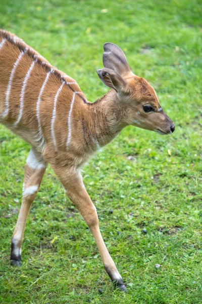 Baby Nyala in a Zoo, Berlin — Stock Photo, Image
