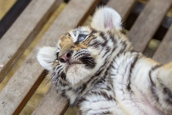 Tiger cub on the bench — Stock Photo, Image