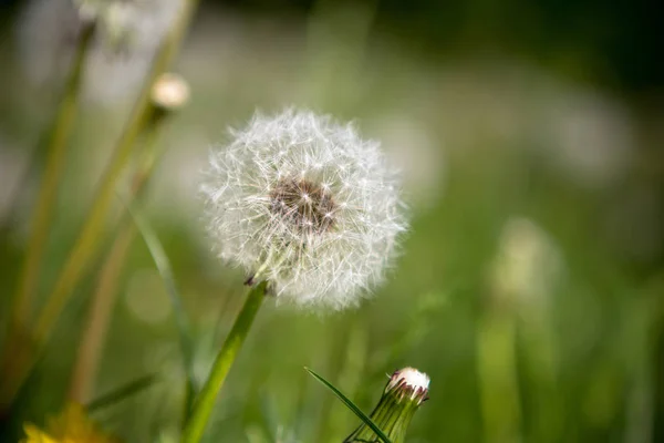 Flores de diente de león esponjosas, de cerca — Foto de Stock