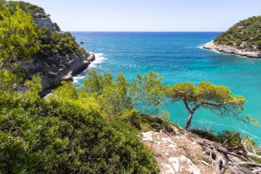 Uçurumdaki çam ağaçları