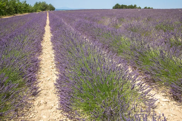 Campo de lavanda grande —  Fotos de Stock