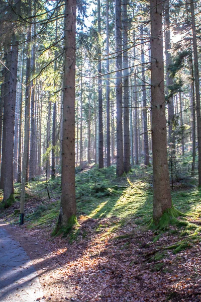 Black Forest, Germany — Stock Photo, Image