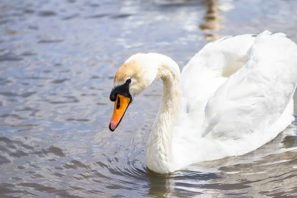 Cisnes nadam e brincam em uma água — Fotografia de Stock