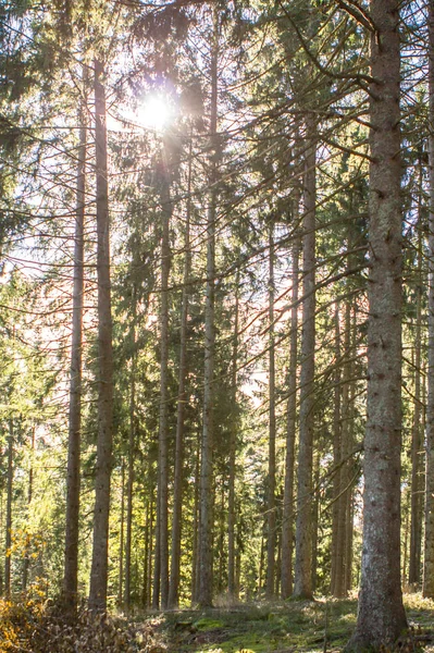 Rayos solares en el bosque de pinos — Foto de Stock