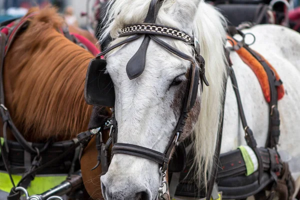 Caballo con carruaje en la calle — Foto de Stock