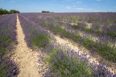 Büyük lavanta alan
