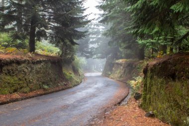 Ormanda sonbahar yolu 