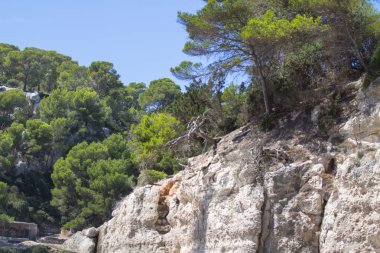 Uçurumdaki çam ağaçları