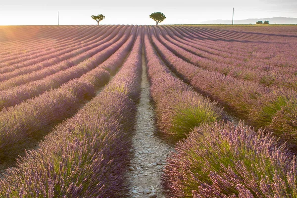 Gran campo de lavanda al atardecer —  Fotos de Stock