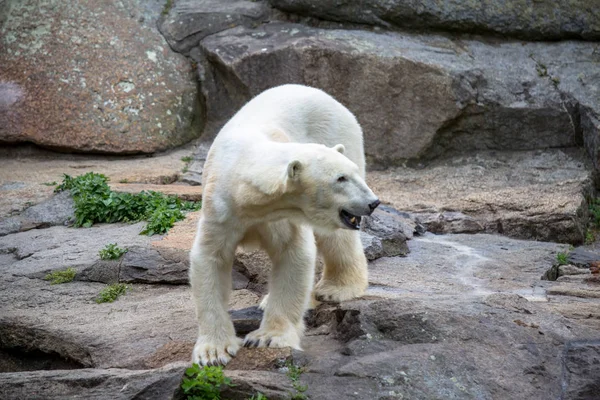 Eisbär im Berliner Zoo — Stockfoto