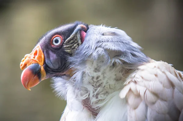 King vulture in a Zoo, Berlin — Stock Photo, Image