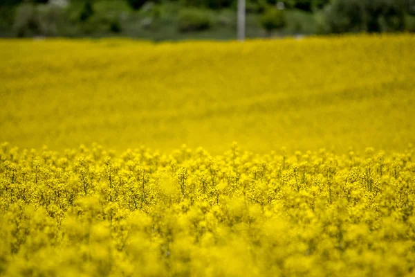 Raps paisagem campo — Fotografia de Stock