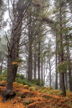 sonbahar orman manzarası