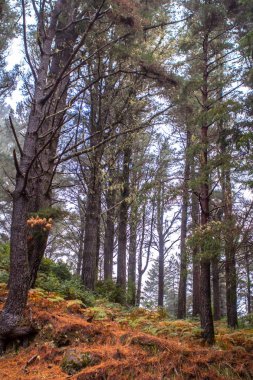 Sonbahar orman manzara Madeira Adası, Portekiz