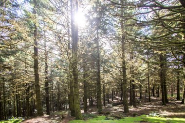 Güneşli günde eski orman