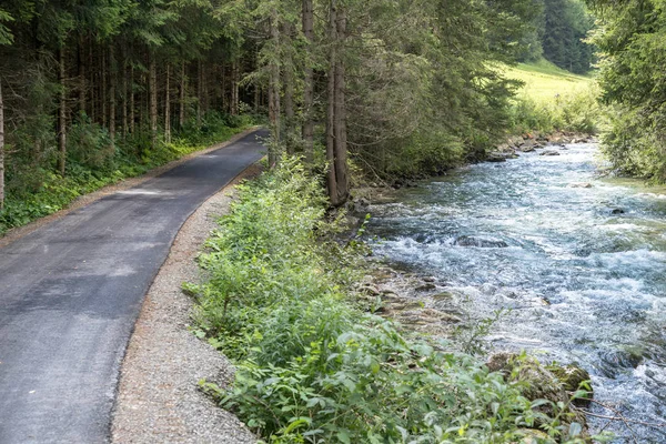 Camino en el hermoso bosque de pinos — Foto de Stock