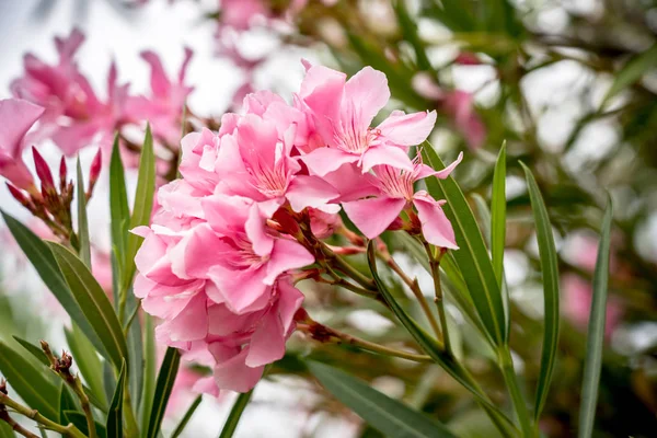 Paarse olander bloemen — Stockfoto