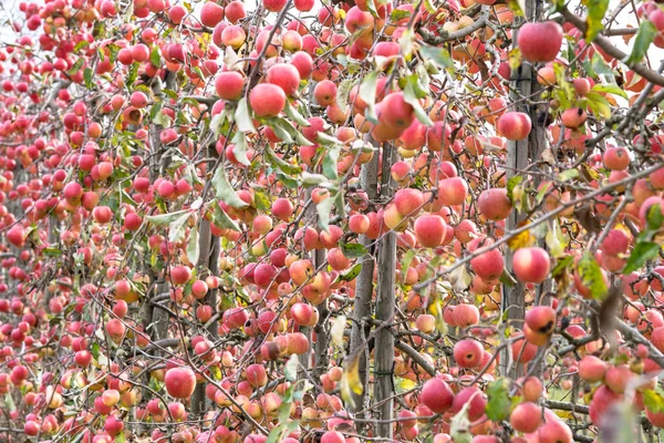 Trädgård med röda äppelträd — Stockfoto