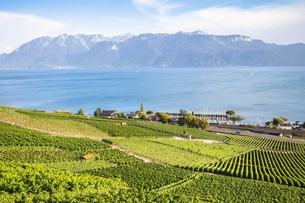 Vinhas na região de Lavaux, Suíça — Fotografia de Stock