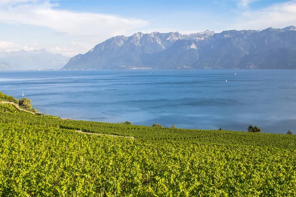 Vinice v regionu Lavaux, Švýcarsko — Stock fotografie