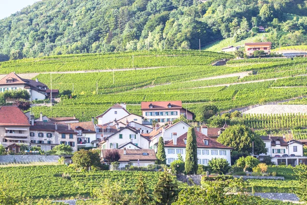 Vinodlingar i lavauxregionen, Schweiz — Stockfoto