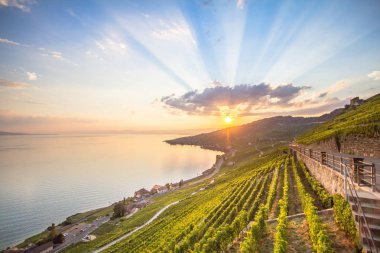 Lavaux bölgesindeki üzüm bağları, İsviçre