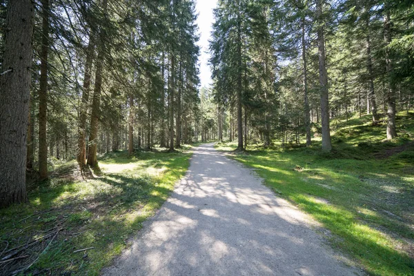 Drumul în frumoasa pădure de pin — Fotografie, imagine de stoc